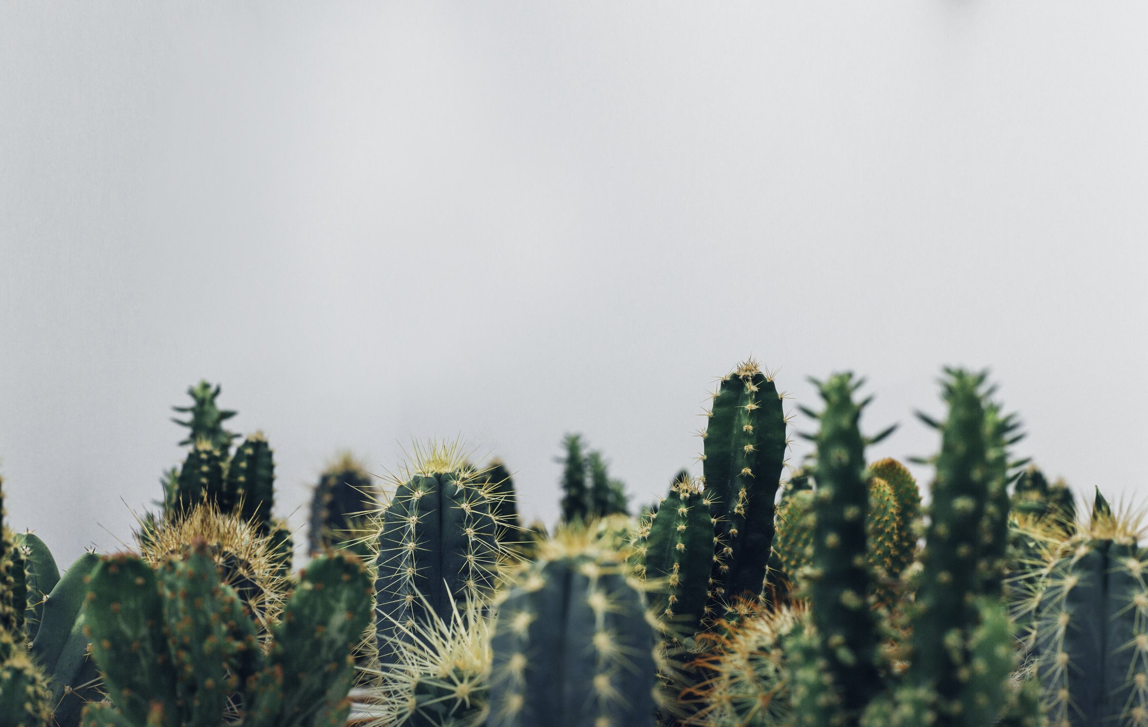 Catus Plants in the Backyard